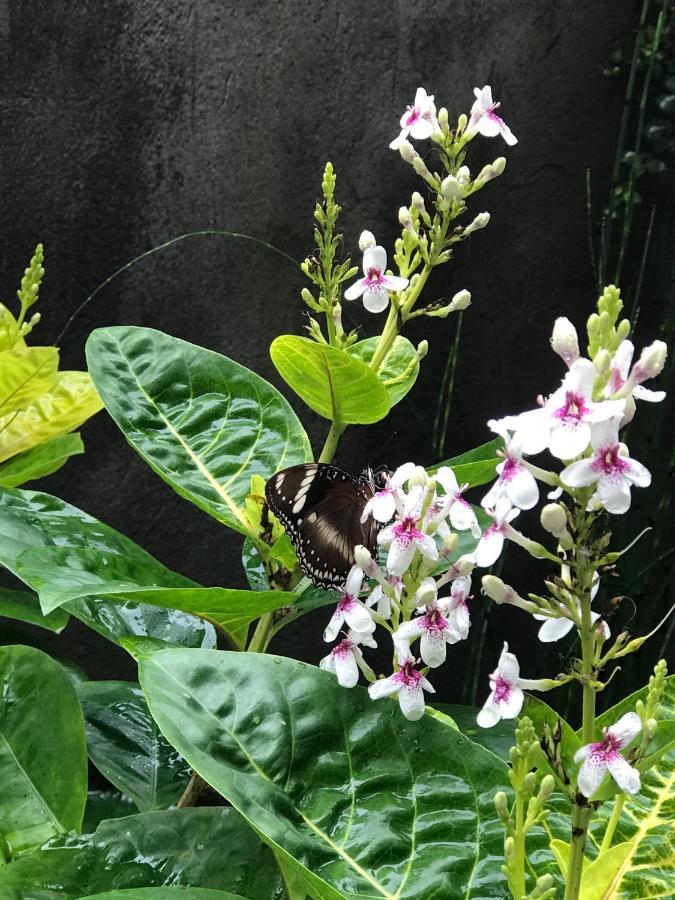 Griya Telaga Jumpung Apartment Ubud  Bagian luar foto